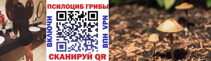 Псилоцибиновые грибы Psilocybine cubensis  Томмот 
